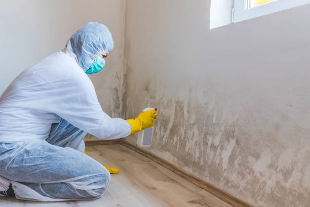 Licensed Black Mold Removal service in Roanoke, TX - WQB Mold Removal