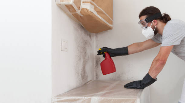 Professional Black Mold Removal technician working in Roanoke, TX
