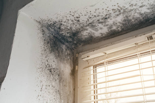 Affordable Black Mold Removal solutions in Roanoke, TX