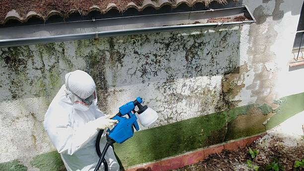 Top rated local Black Mold Removal specialists in Roanoke, TX
